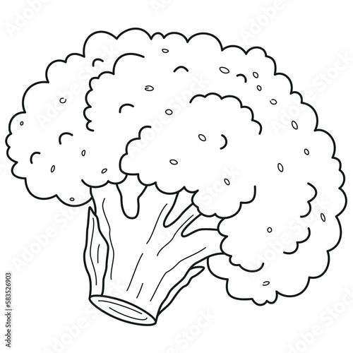 broccoli, cauliflower, hand drawn coloring or stroke