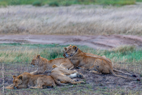 Wild lionesses in the Serengeti National Park in the heart of Africa