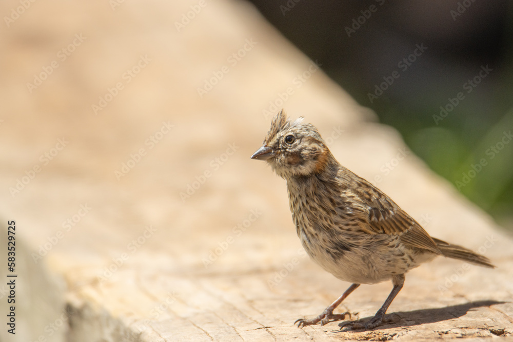Fototapeta premium bird portrait