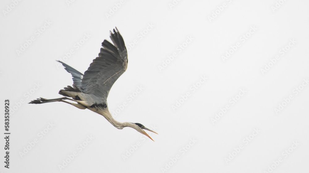 Obraz premium grey heron flying