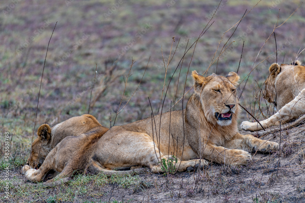 Naklejka premium Wild lionesses in the Serengeti National Park in the heart of Africa