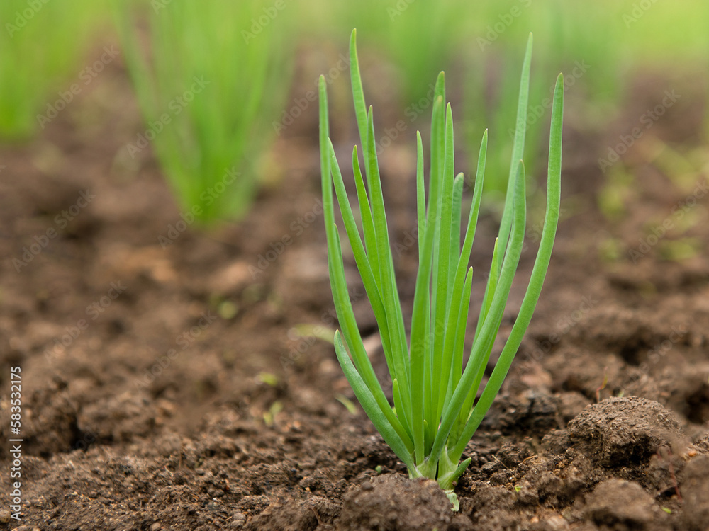Young green onions growing in the garden. Useful Vegetables. Young green onions growing in the garden. Useful Vegetables.