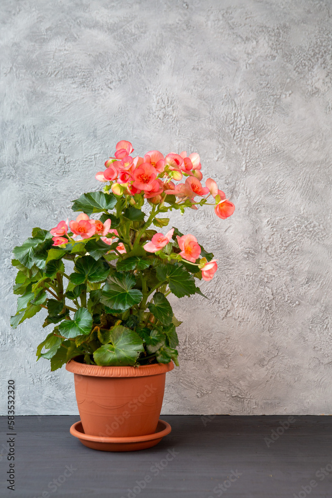Delicate pink begonia elatior in a pot on a light gray background. Floriculture, hobby, home plants.