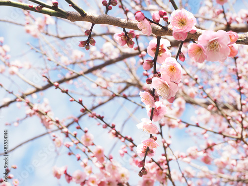 Light red Japanese apricot