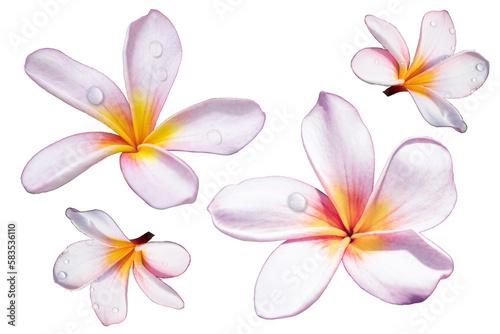 Plumeria flowers are commonly found in southeast Asian countries such as Singapore  Thailand and Indonesia  and Hawaii.