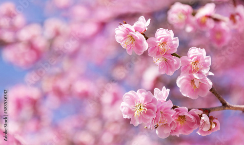 Beautiful sakura flowers in the spring season in the park. © Viktoriia