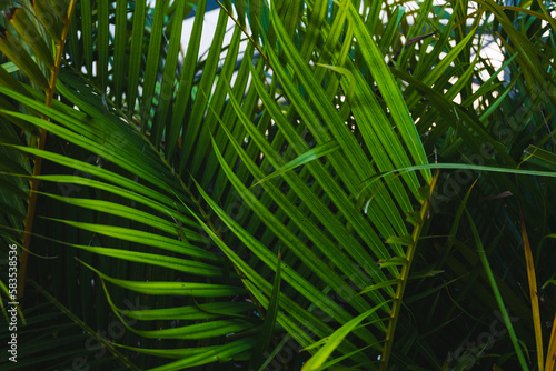 Vibrant green leaves from a palm plant in South Florida