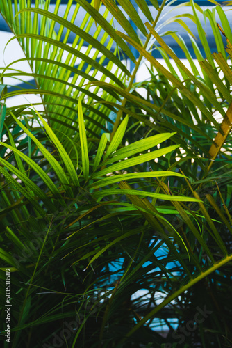 Leafy palm trees texture