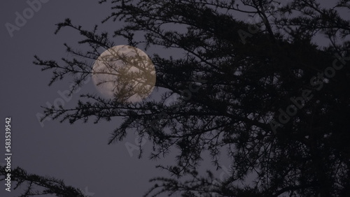 Luna al crepuscolo photo