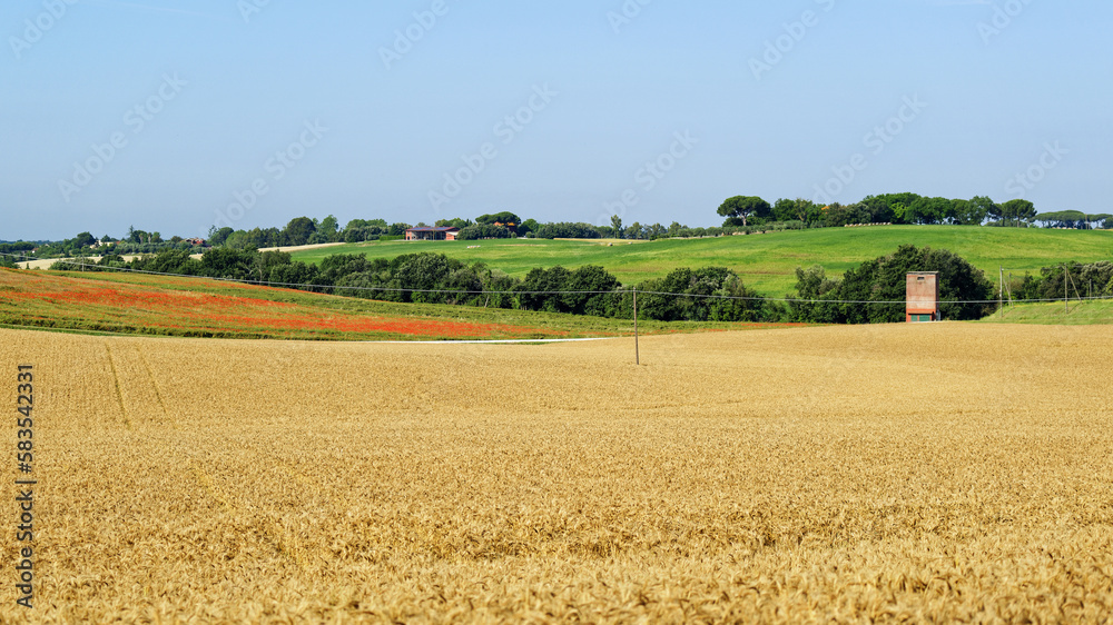 Paysage de campagne en été