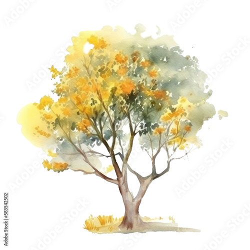 Watercolor Acacia tree isolated on white , ai generated