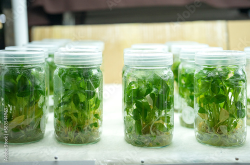 Plant science Lab