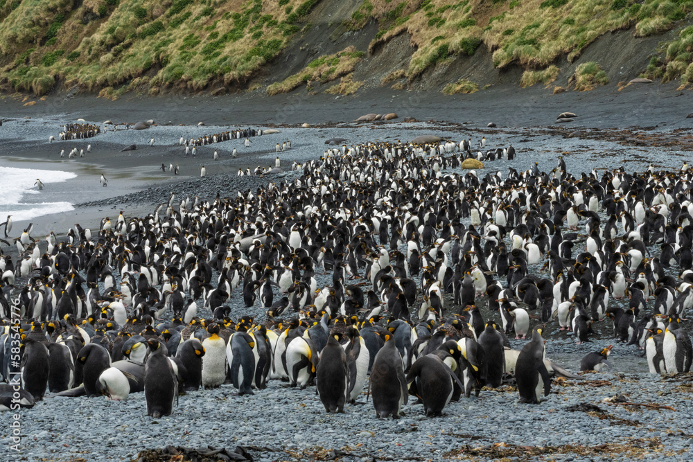 Obraz premium king penguin colony