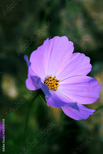 A purple spring flower in a garden with a blurred background 