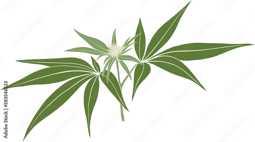 Fototapeta premium simplicity cannabis plant freehand drawing 