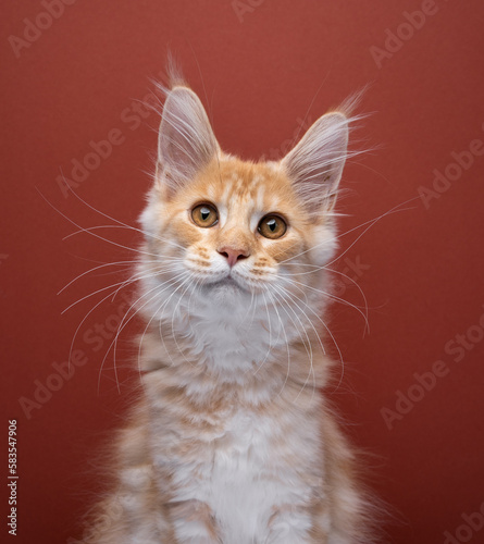 Portrait of a cute ginger Maine coon kitten with long whiskers looking at camera on red background