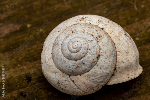 snail shell on wood