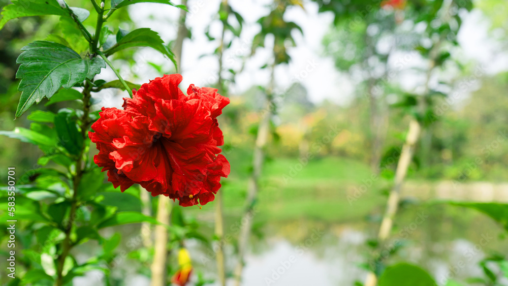 Khmer Fresh Red Flowers in the beautiful garden