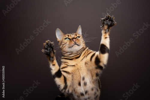 Foto Playful Bengal cat, raising both paws with extended claws looking like a goalkee