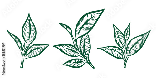 Green tea leaves. Hand drawn, vector.	
