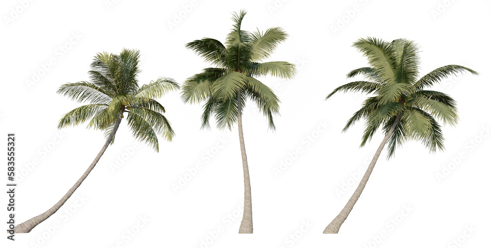 Obraz premium Set of 3D Palm on white background, Use for visualization in graphic design