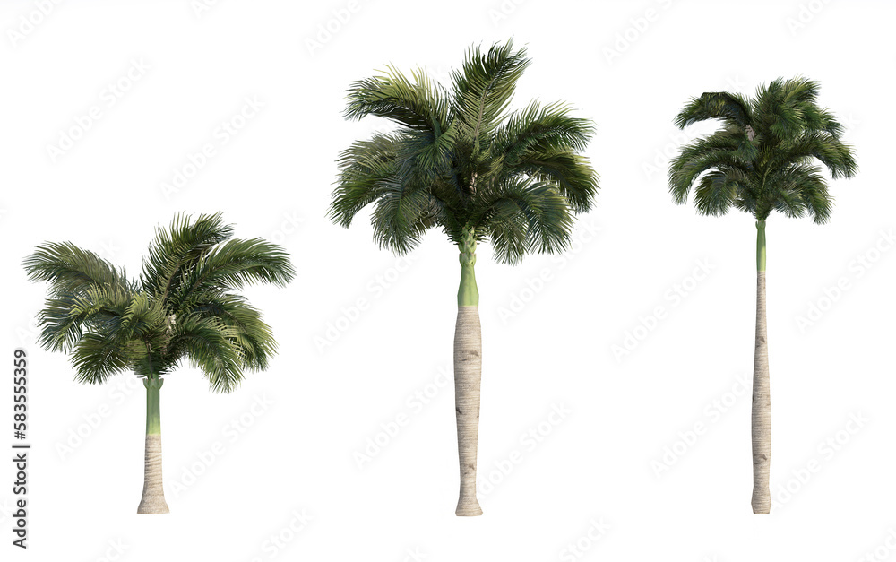 Fototapeta premium Set of 3D Palm on white background, Use for visualization in graphic design