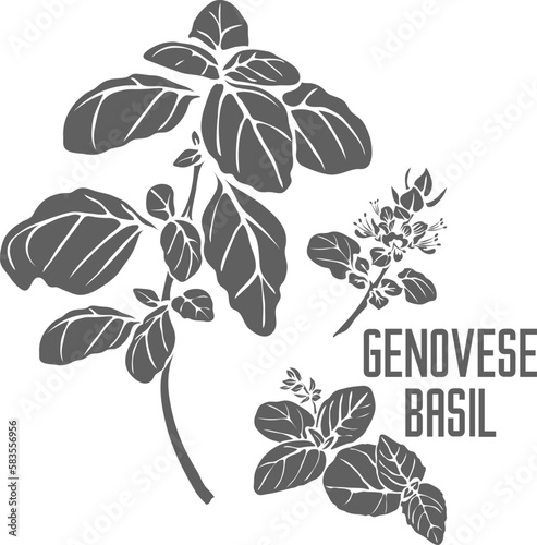 Sweet Genovese basil plant vector silhouette. Ocimum basilicum herb medicinal outline. Set of Italian Genovese basil leafs and flowers in Line for cooking. Contour drawing of Sweet Genovese leaves.