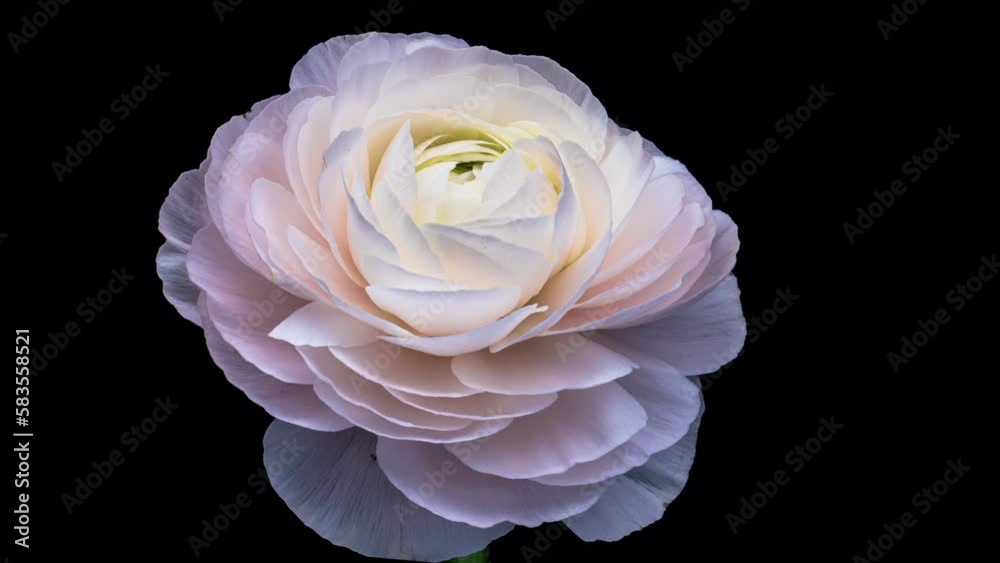 Beautiful pink ranunculus flower opening on black background, close up, timelapse Beautiful pink ranunculus flower opening on black background, close up, timelapse