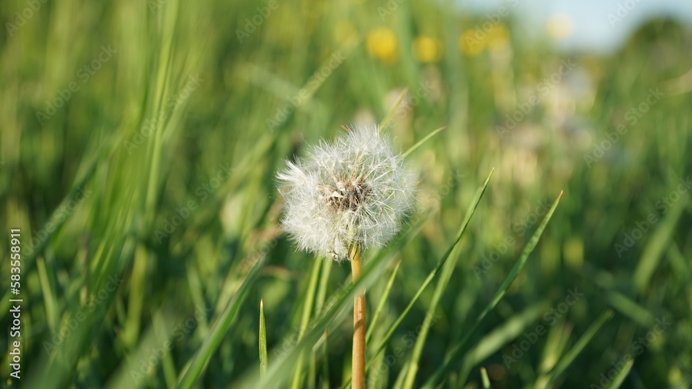 Fototapeta premium Selective focus of a dandelion