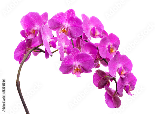 Fototapeta Naklejka Na Ścianę i Meble -  A branch of a blooming lilac orchid with dew drops on a white background. Isolate on white background