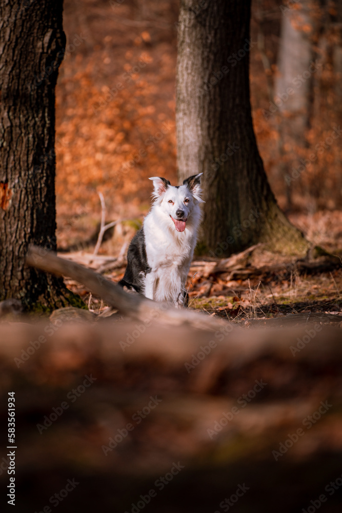 Hund, Border Collie sitzt im Wald Hund, Border Collie sitzt im Wald