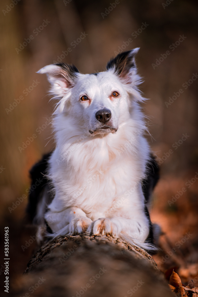 Hund, Border Collie sitzt auf einem Baumstamm im Wald Hund, Border Collie sitzt auf einem Baumstamm im Wald