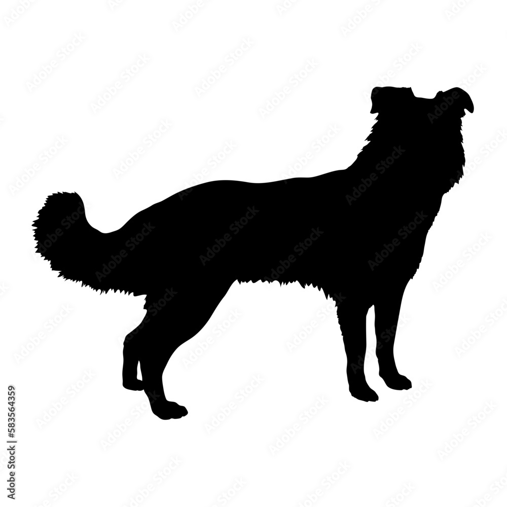 Obraz premium shepherd Silhouette Dog
