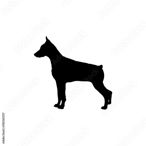 doberman 