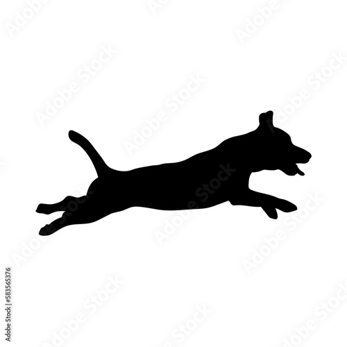 jack russell terrier dog jumps 