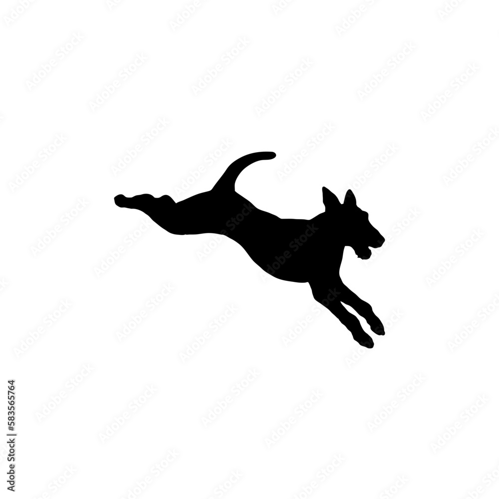 dog jumps 