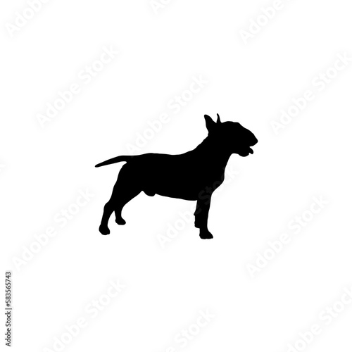bull terrier  © Pony 3000