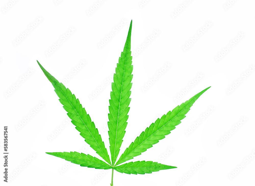 Green cannabis leaf cut isolated on a white background. Thai herbal concept for health Green cannabis leaf cut isolated on a white background. Thai herbal concept for health