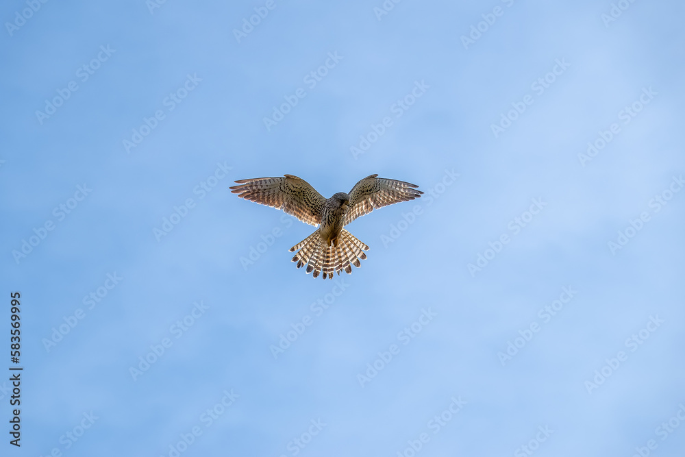 kestrel a bird of prey species belonging to the kestrel group of the falcon family hovering with blue sky and wispy white cloud in the background kestrel a bird of prey species belonging to the kestrel group of the falcon family hovering with blue sky and wispy white cloud in the background