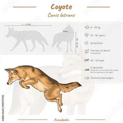 Infographic of a coyote