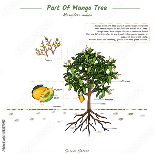 Structures Of a Mango Tree.
