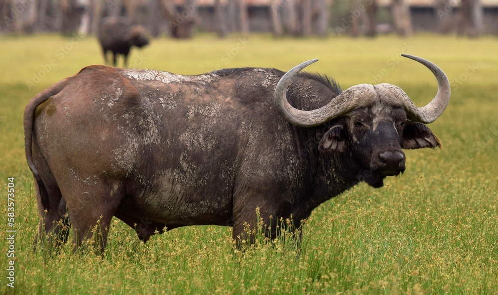African buffalo in the Nakuru Lake National Park African buffalo in the Nakuru Lake National Park