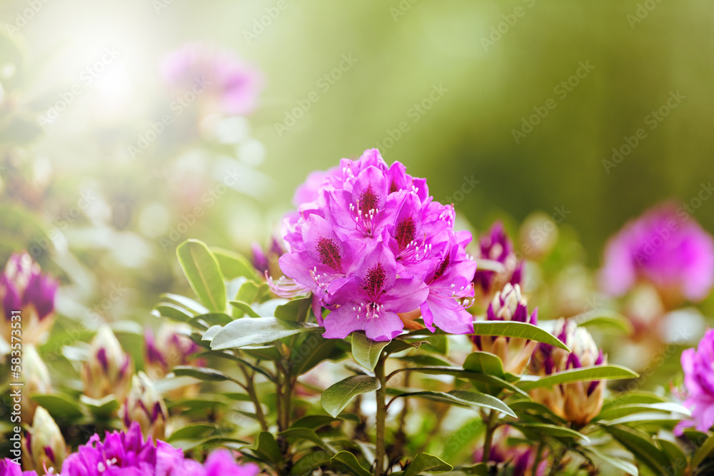 Fototapeta premium Blooming Rhododendron flowers during bright daylight