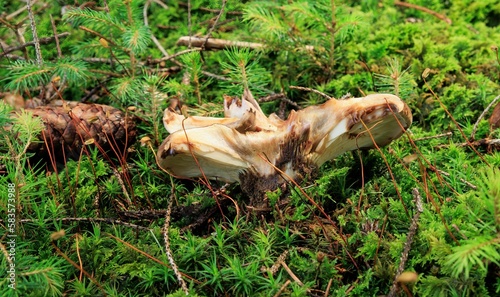 Closeup of growing mushroom surrounded by grass © Kurt-g/Wirestock Creators