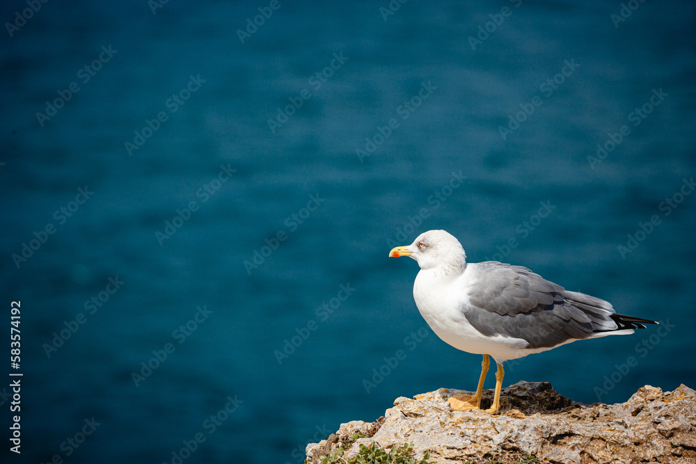 seagull on the rocks of algarve portugal seagull on the rocks of algarve portugal