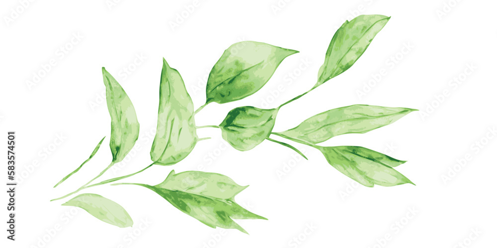 Branch with leaves, vector drawing isolated on white background