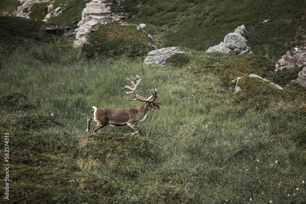 Beautiful brown Reindeer running in the field in Nothern Norway Beautiful brown Reindeer running in the field in Nothern Norway