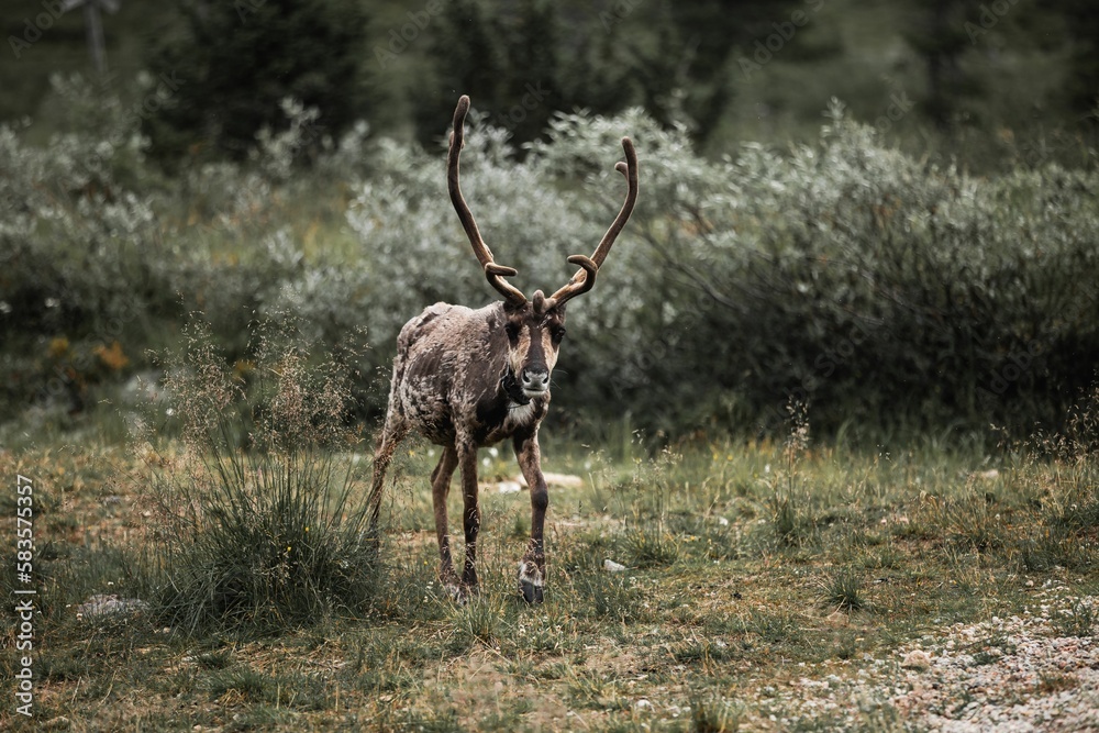 Reindeer walking in the green field Reindeer walking in the green field