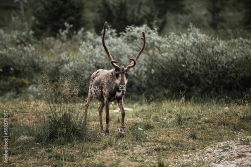 Reindeer walking in the green field