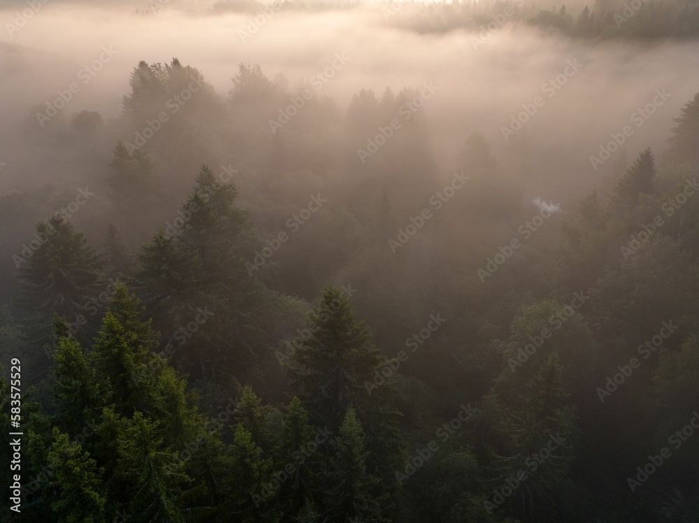 Aerial view of a foggy forest in the countryside during sunrise